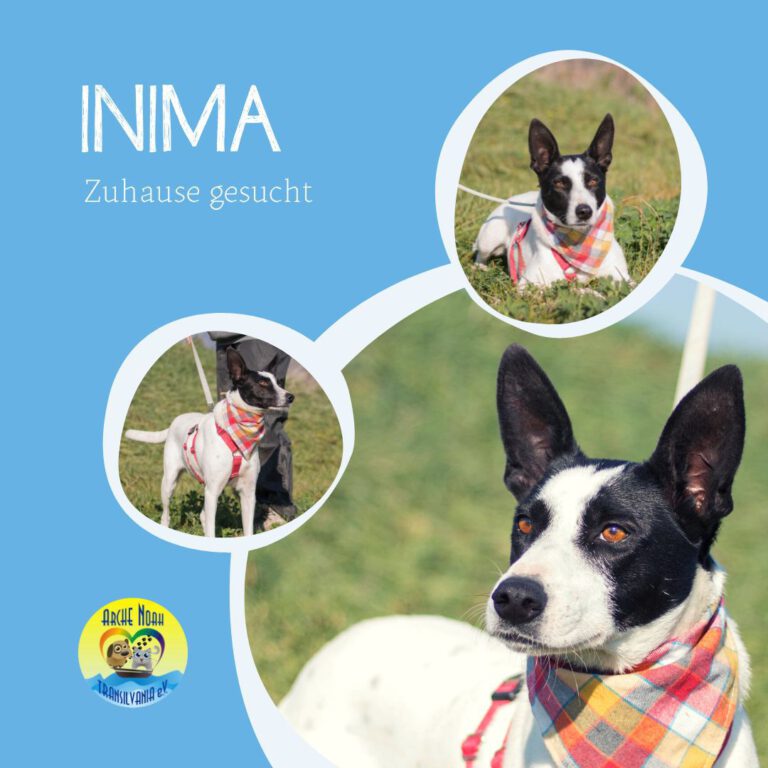 Read more about the article INIMA