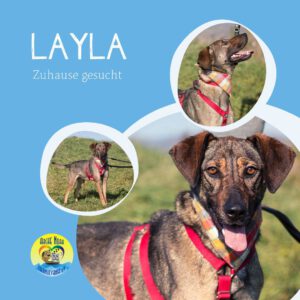 Read more about the article LAYLA
