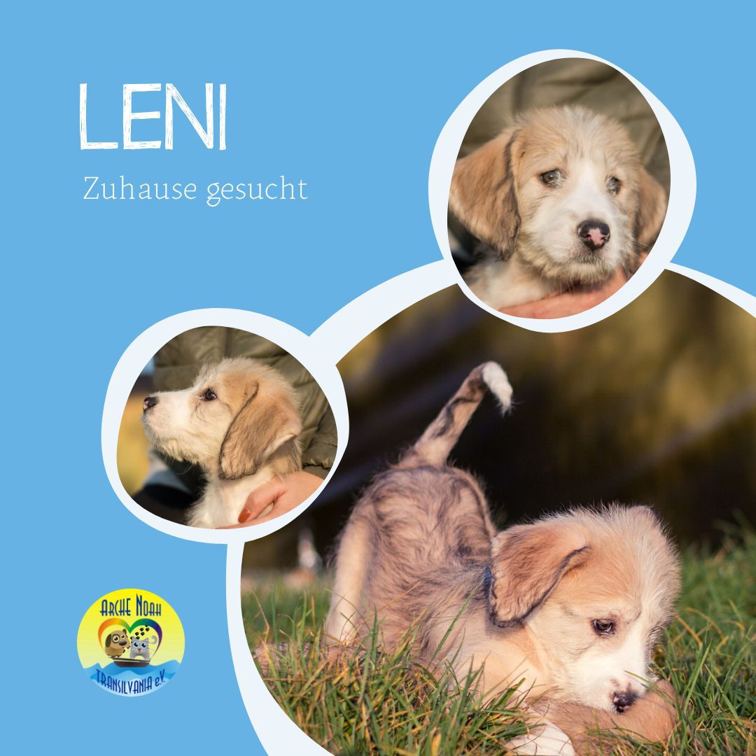Herdenschutzhund/Mix Leni