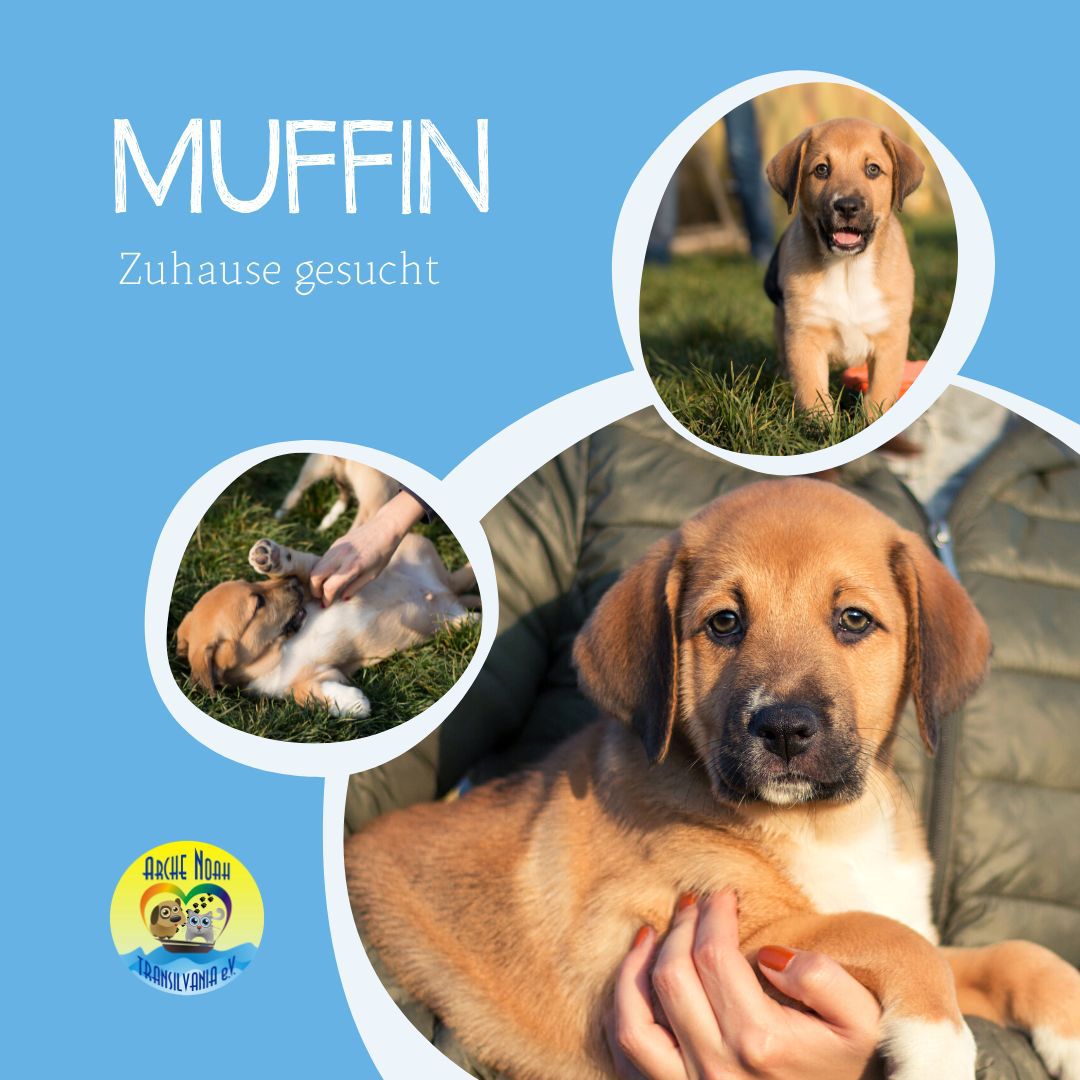 Herdenschutzhund/Mix Muffin