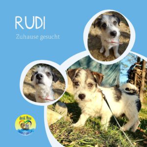 Read more about the article Rudi