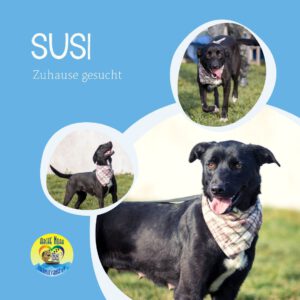 Read more about the article SUSI