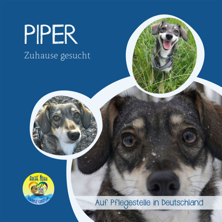 Read more about the article PIPER
