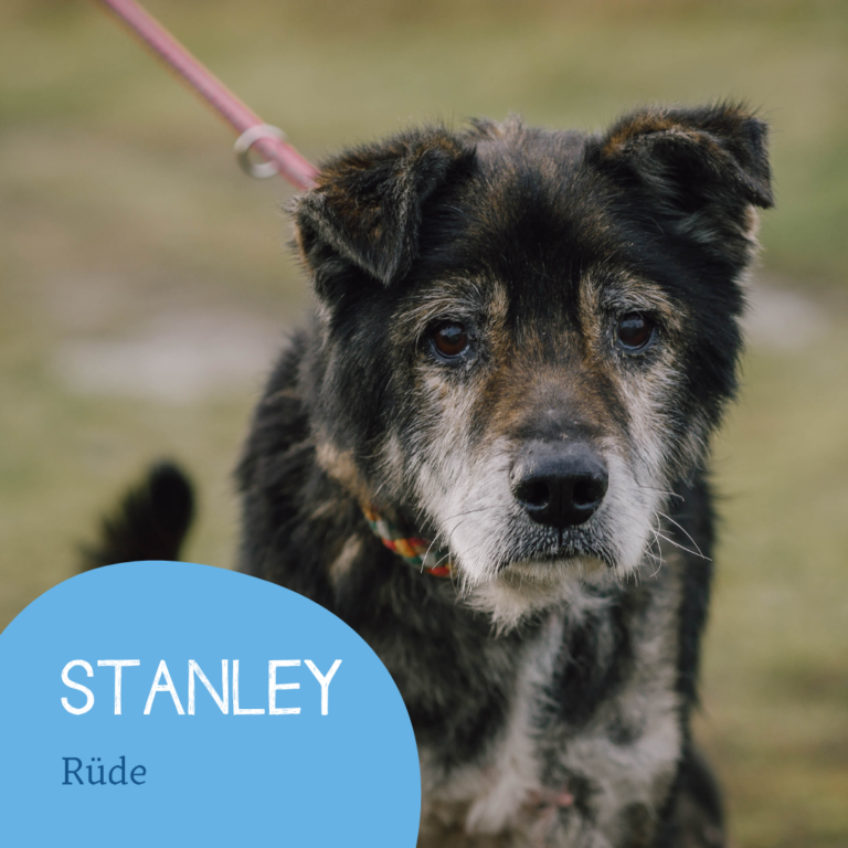 Read more about the article STANLEY