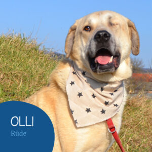 Read more about the article OLLI