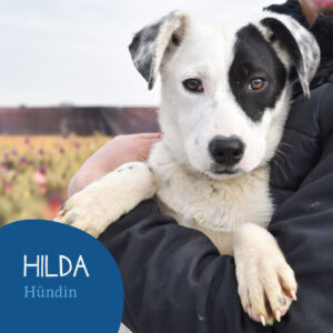 Read more about the article HILDA