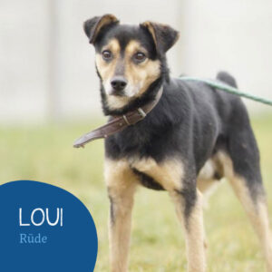Read more about the article LOUI