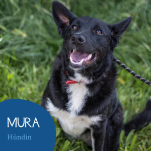 Read more about the article MURA