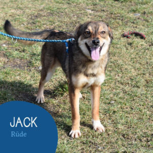 Read more about the article JACK