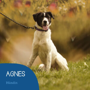 Read more about the article AGNES