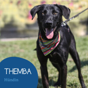 Read more about the article THEMBA
