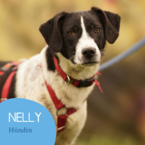 Read more about the article NELLY