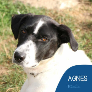 Read more about the article AGNES
