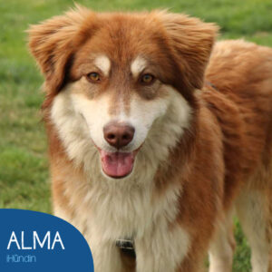 Read more about the article ALMA