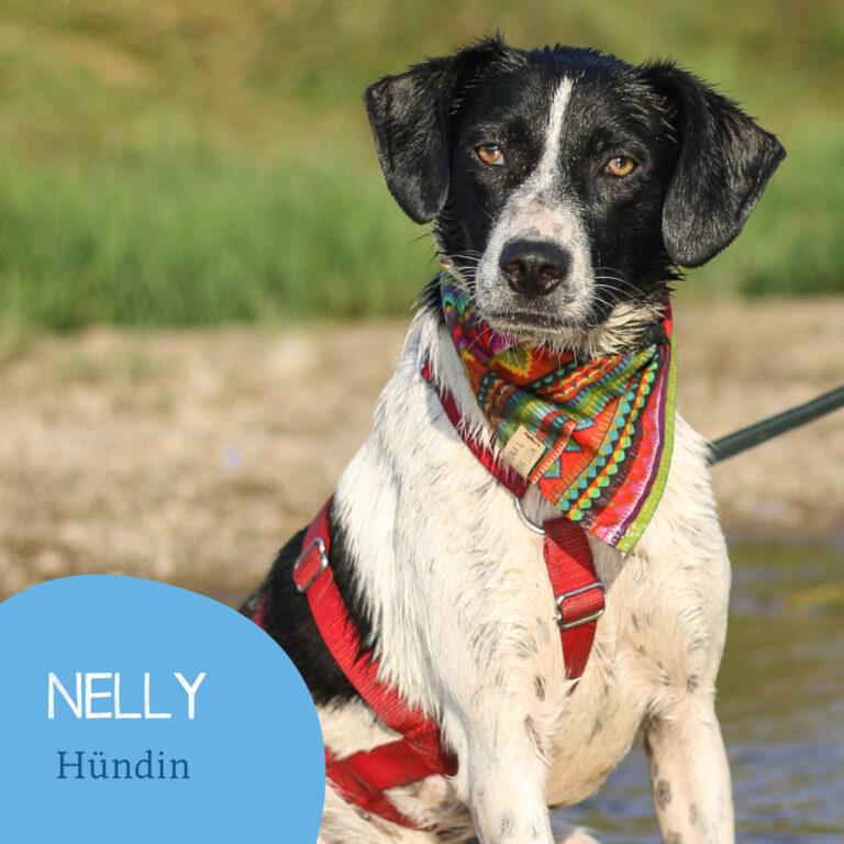 Read more about the article NELLY