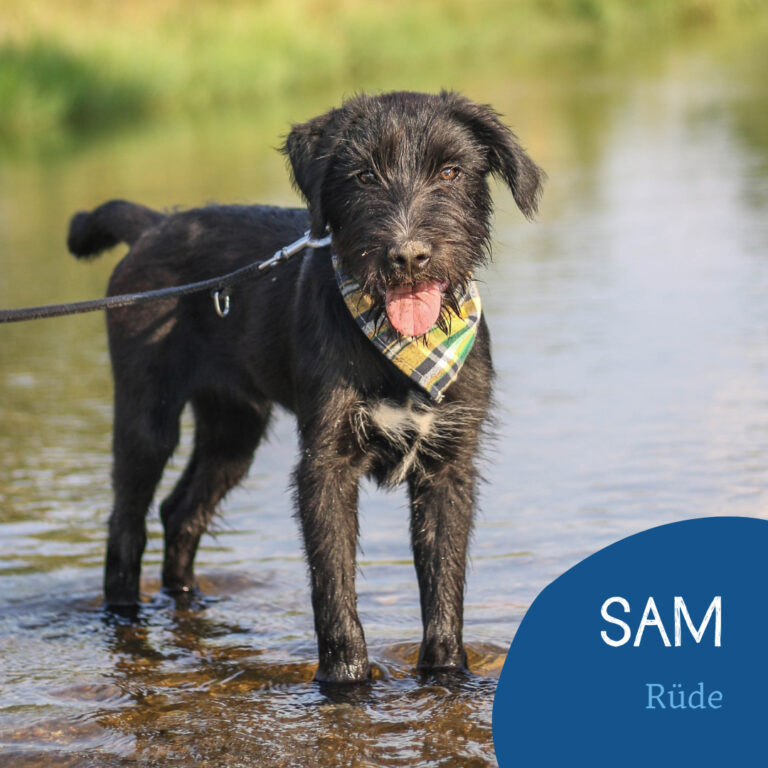 Read more about the article SAM