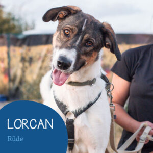 Read more about the article Lorcan