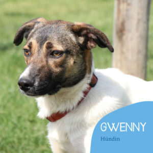 Read more about the article GWENNY
