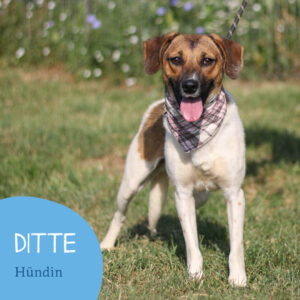 Read more about the article DITTE