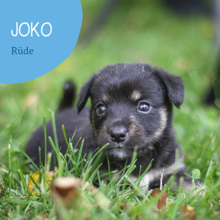 Read more about the article Joko