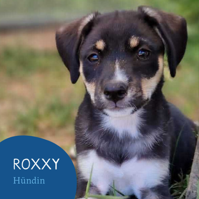 Read more about the article ROXXY