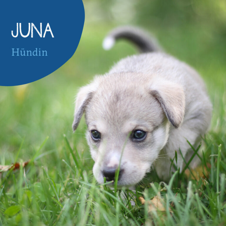 Read more about the article Juna
