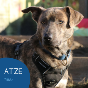 Read more about the article ATZE