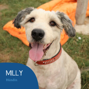 Read more about the article Milly