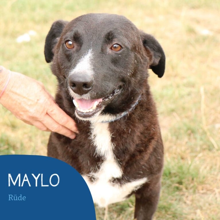 Read more about the article Maylo