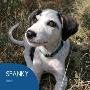 Read more about the article Spanky