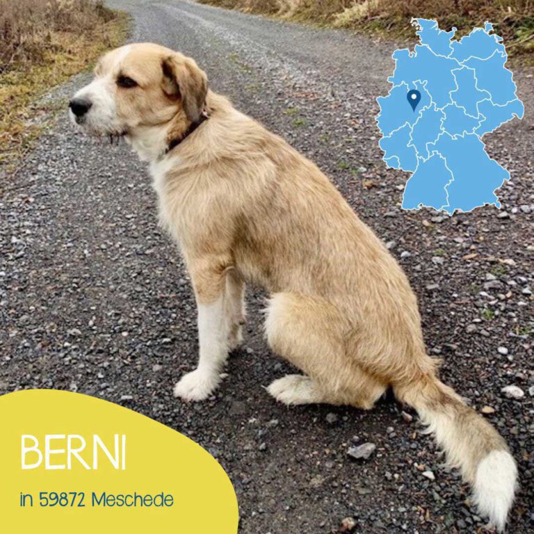 Read more about the article Berni