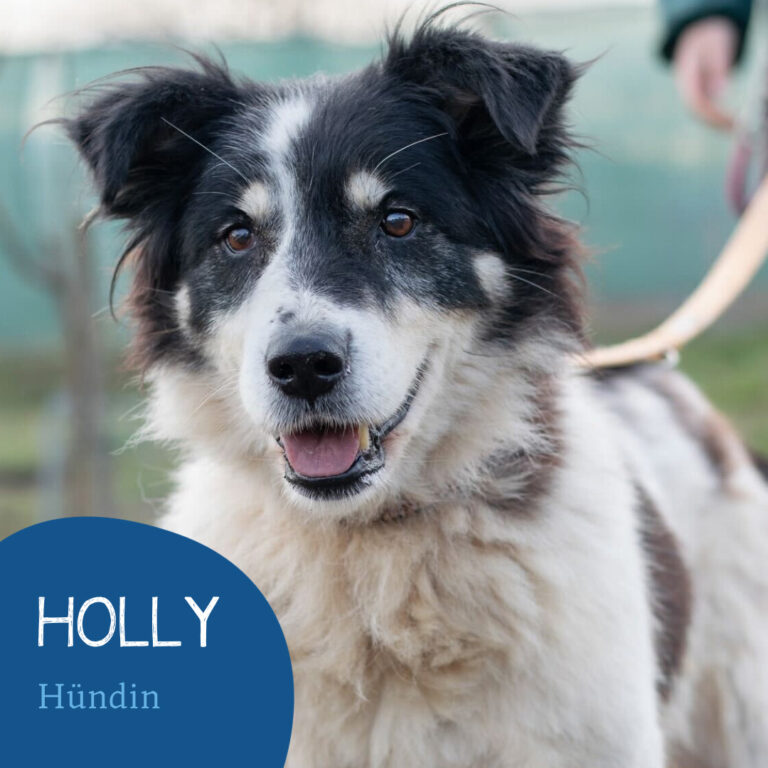 Read more about the article Holly