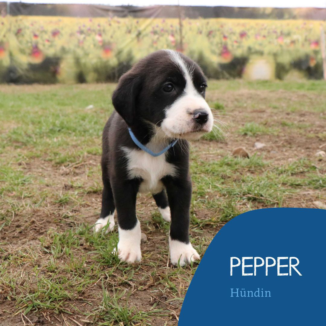 Welpe Pepper
