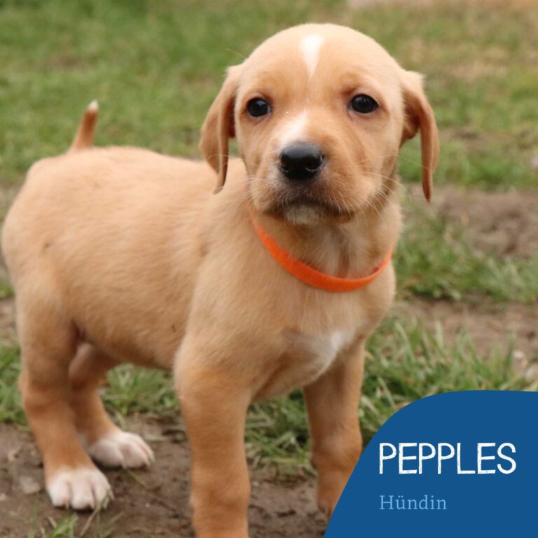 Read more about the article PEPPLES