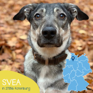 Read more about the article Svea