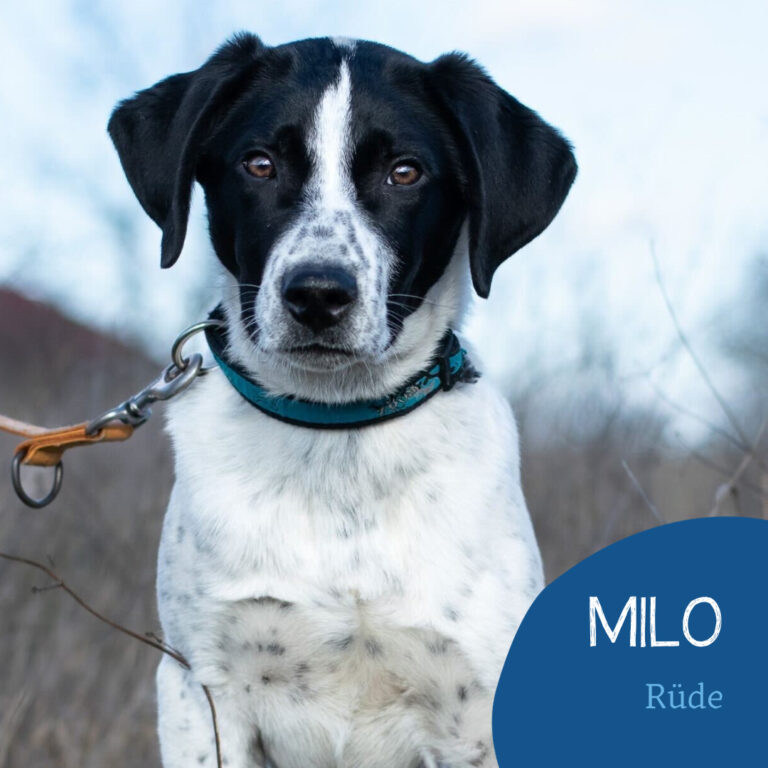 Read more about the article MILO