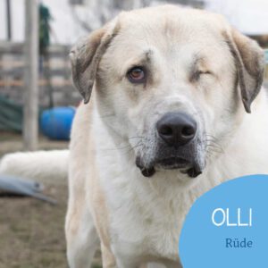 Read more about the article OLLI