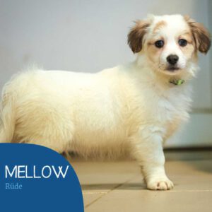 Read more about the article Mellow