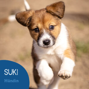 Read more about the article Suki
