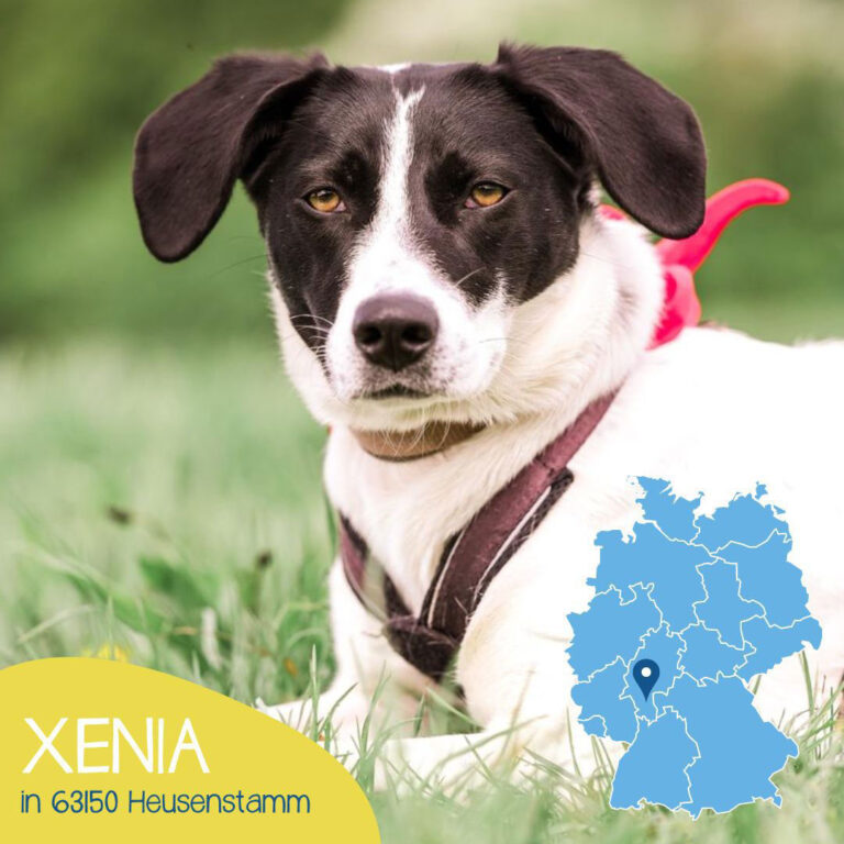 Read more about the article XENIA