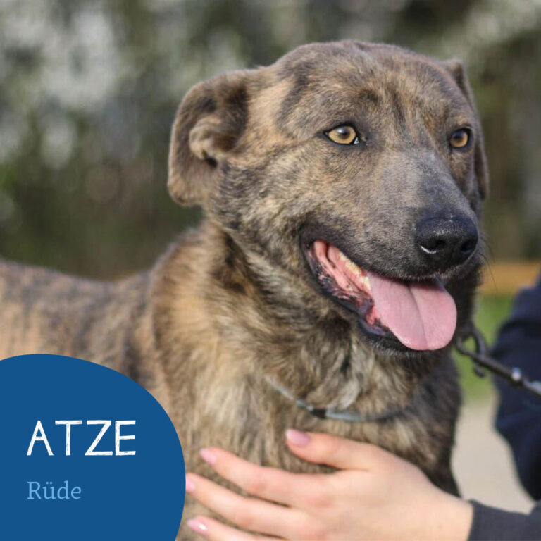 Read more about the article ATZE