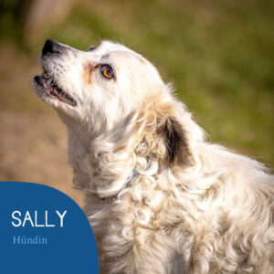 Read more about the article Sally