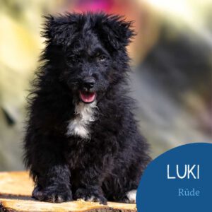 Read more about the article Luki
