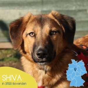 Read more about the article Shiva