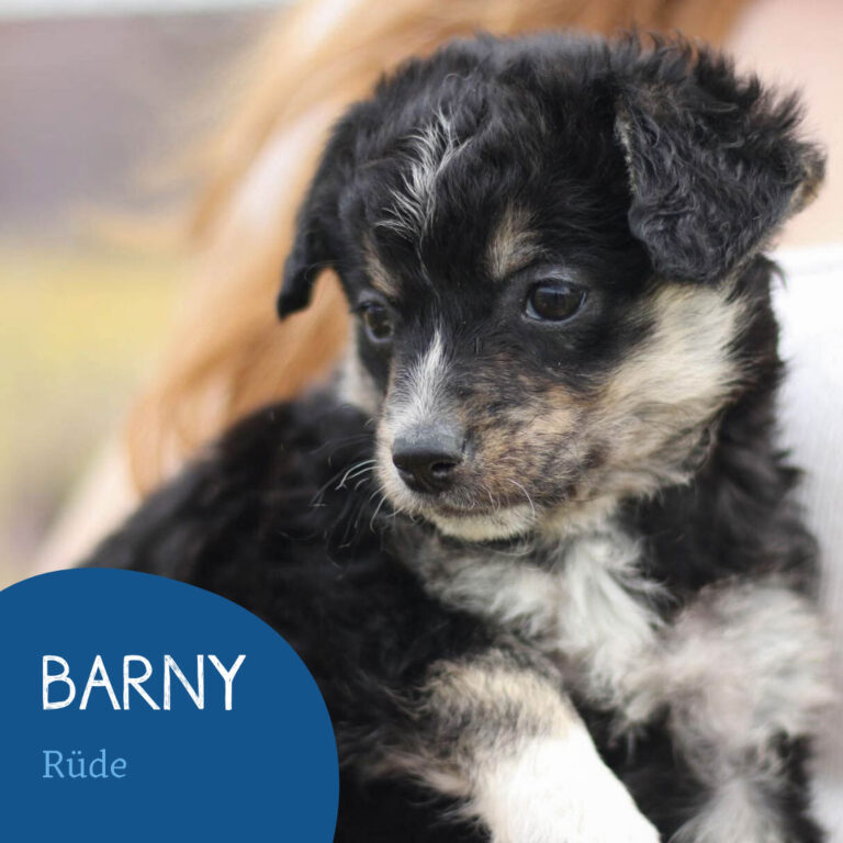 Read more about the article Barny