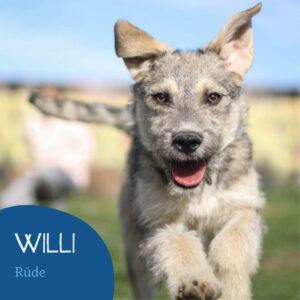 Read more about the article Willi