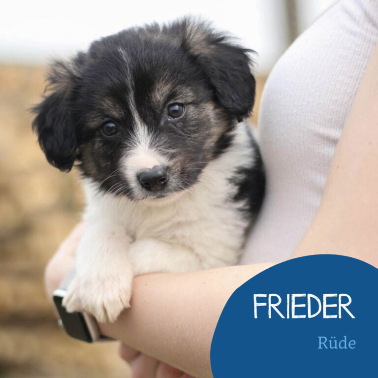 Read more about the article Frieder
