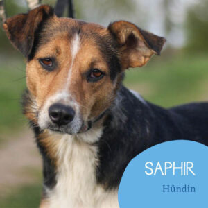 Read more about the article Saphir