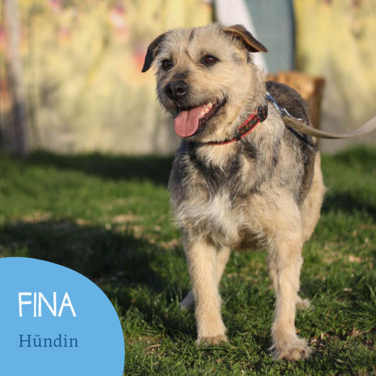 Read more about the article Fina