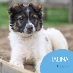 Read more about the article Halina